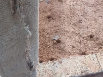 anti-termite treatment in Pathanamthitta