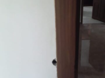termite treatment at home