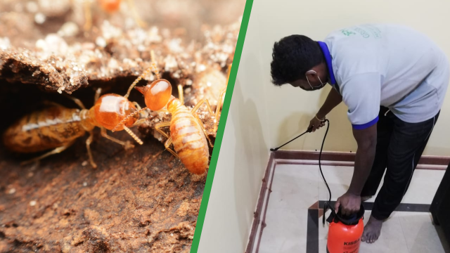 Best Anti Termite And Pest Control Service Providers In Kerala Dfm
