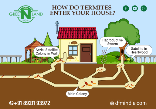 anti termite treatment for wood