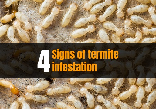 Termite Treatment in Kerala