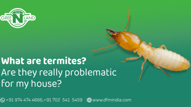 anti-termite treatment in Kerala