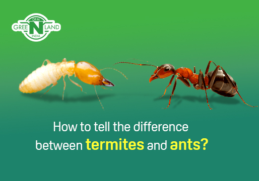 Termite control kerala