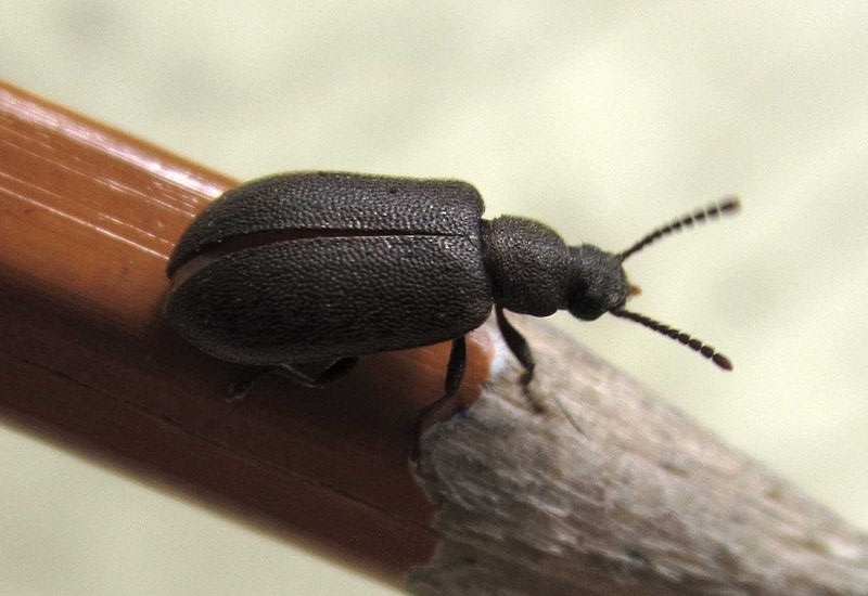 Mupli beetle
