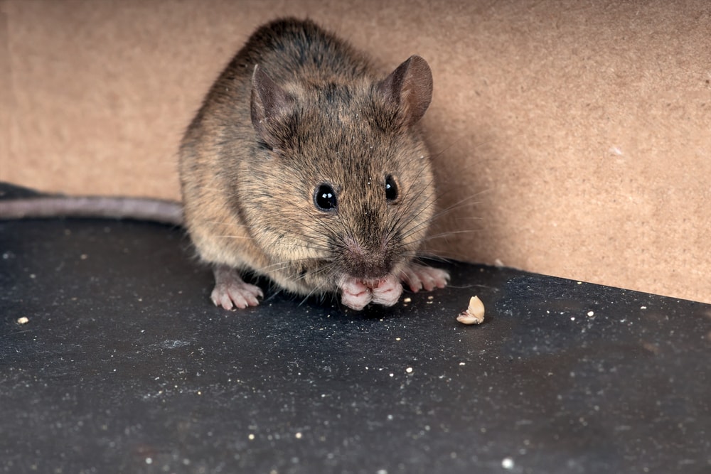 get rid of rodents