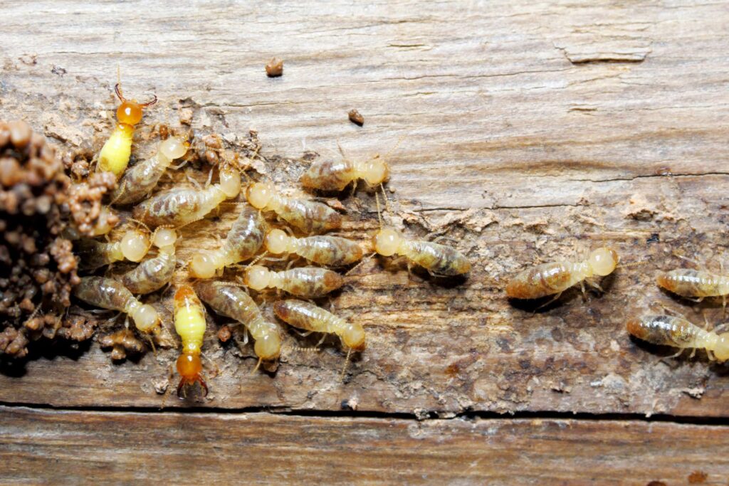 Termites in kottayam