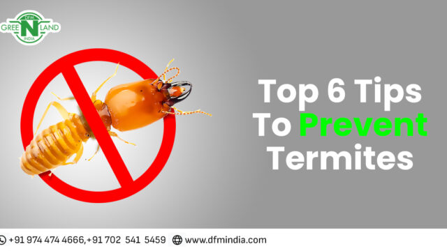 prevent termites