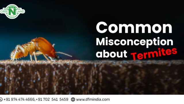 termite misconception